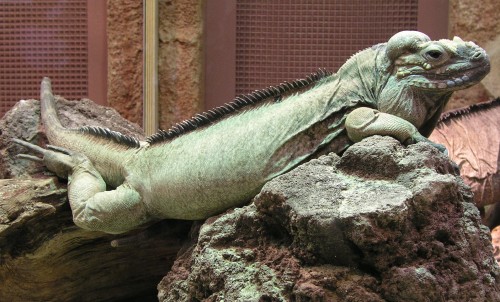 iguananavassa