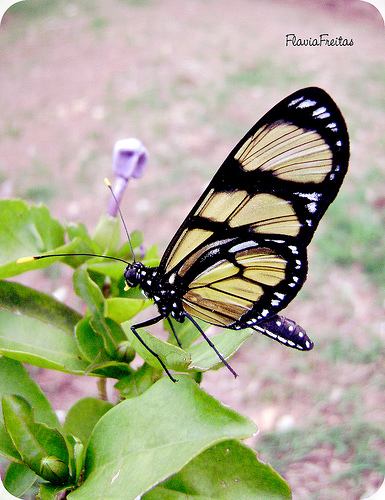 borboletamanaca