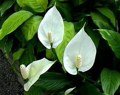 Lírio da Paz (Spathiphyllum wallisi) | Imaginação Ativa